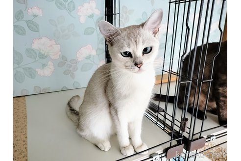 商談中の東京都のバーミラ-93211の5枚目